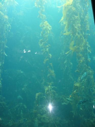 Alghe Kelp