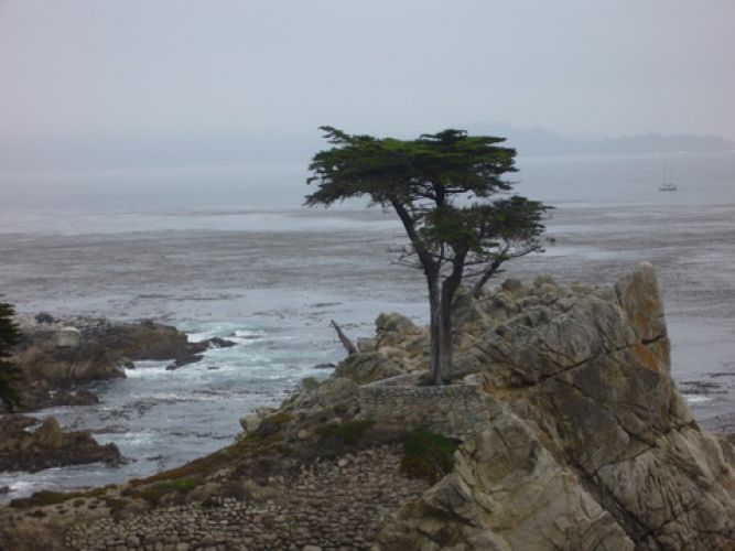 Lone Cypress Pebble Beach California